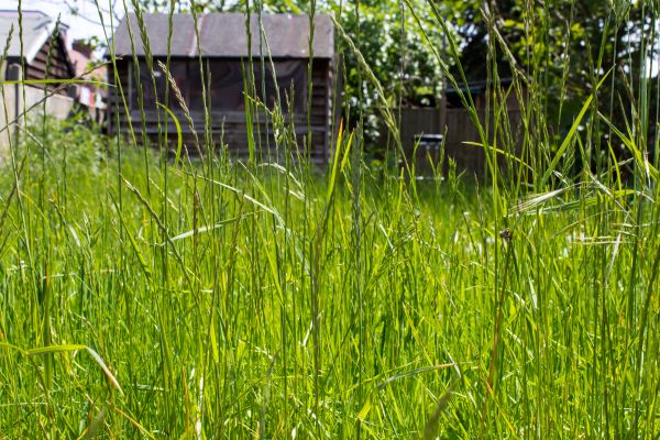 Overgrown Lawn Trimming in Stamford